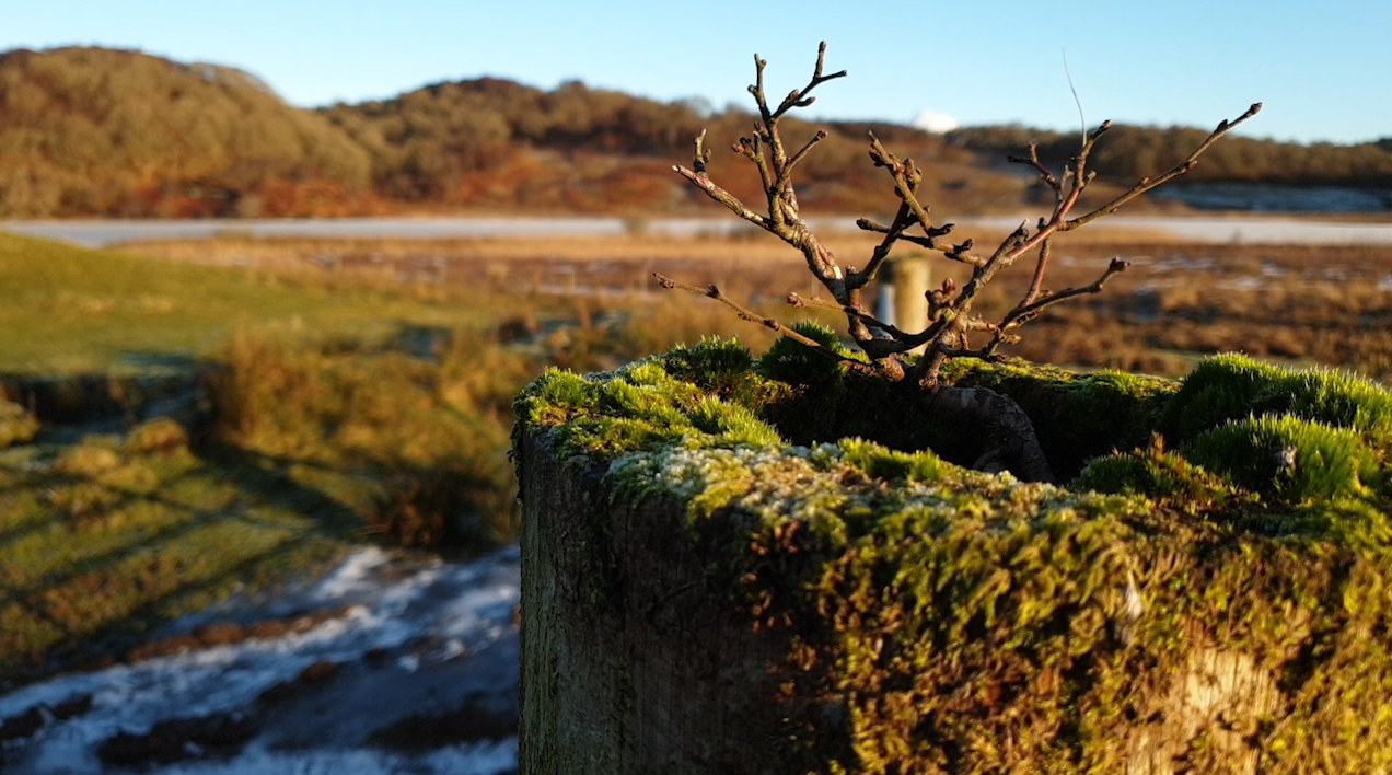 What do Robert Burns and strategy have in common?